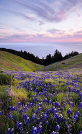 Marin county