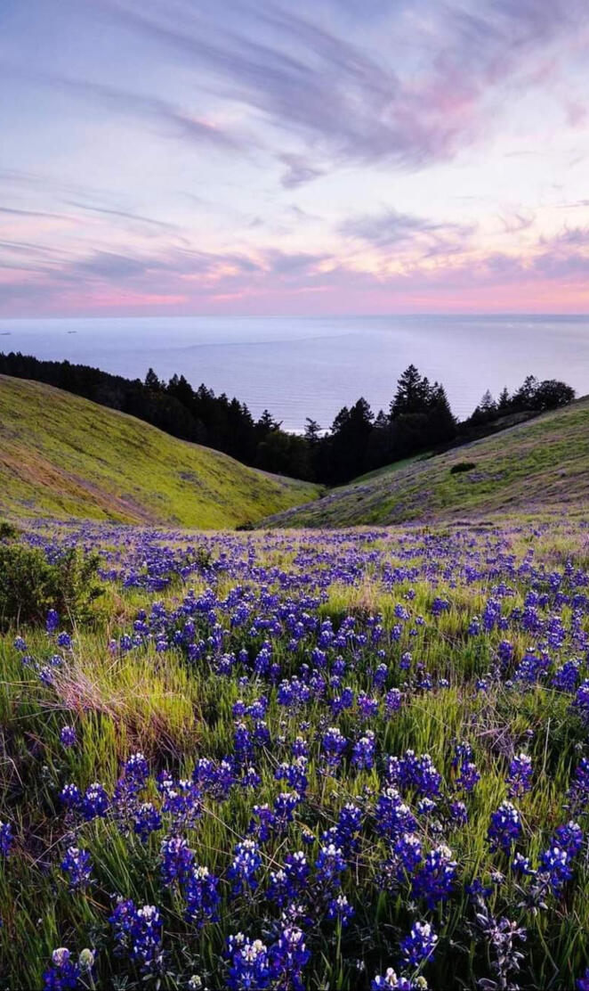 Marin county