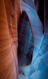 Canyon antelope