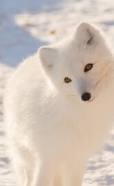Arctic Fox