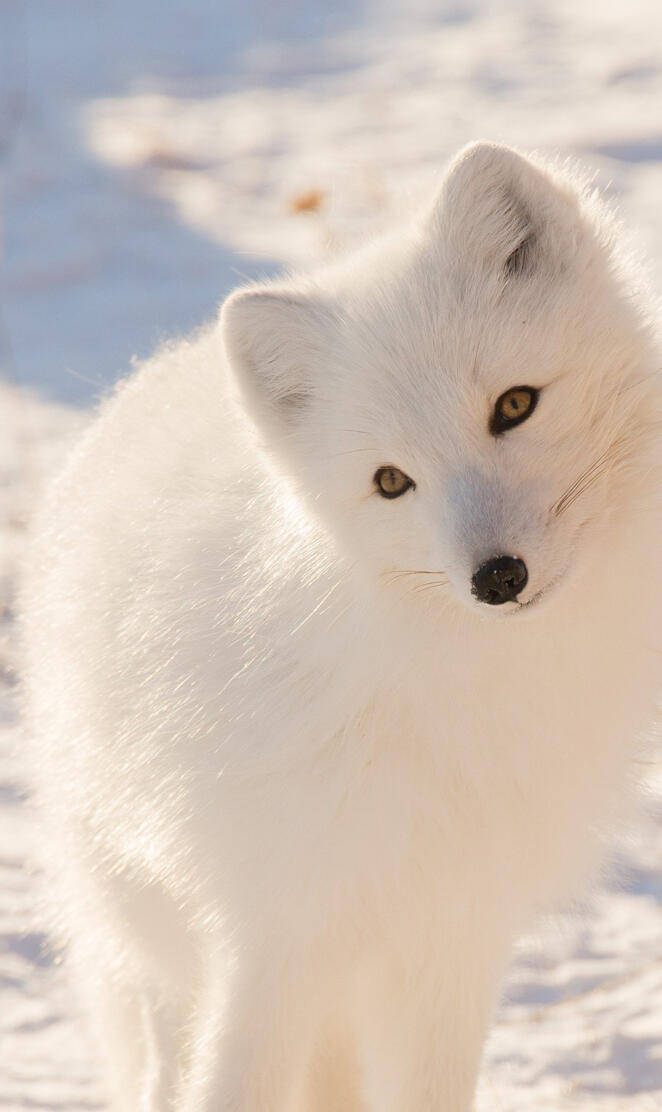 Arctic Fox