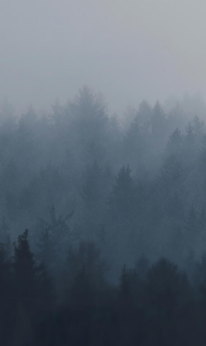 Foggy forest