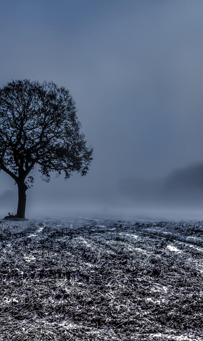 Foggy Tree