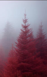 Reddish tree