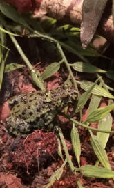 Fire bellied toad
