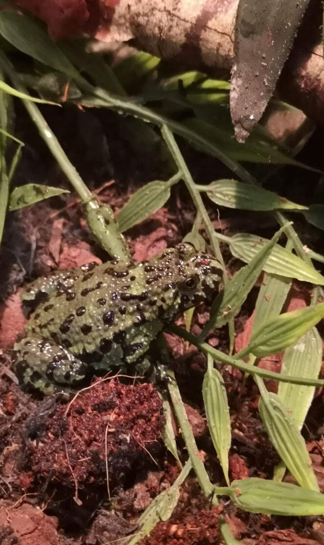 Fire bellied toad