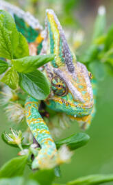 Chameleon