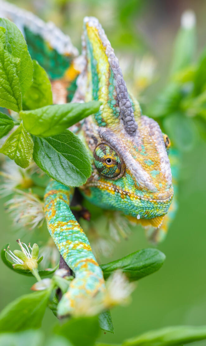 Chameleon