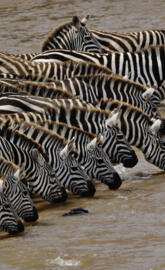 Zebra Drinking Water