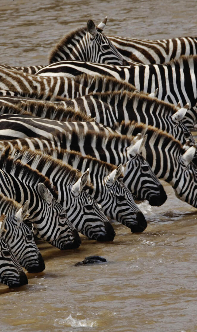 Zebra Drinking Water