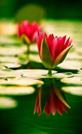 Water lilies