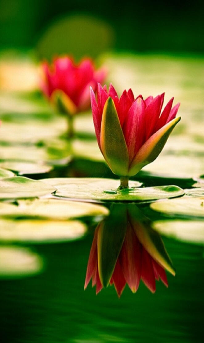 Water lilies