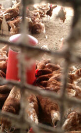 Poultry Farm