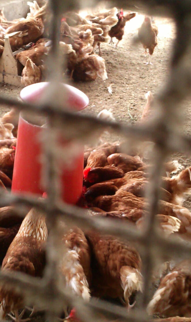 Poultry Farm