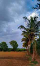Farm