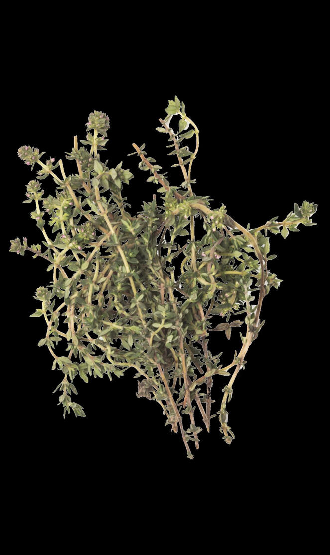 Thyme