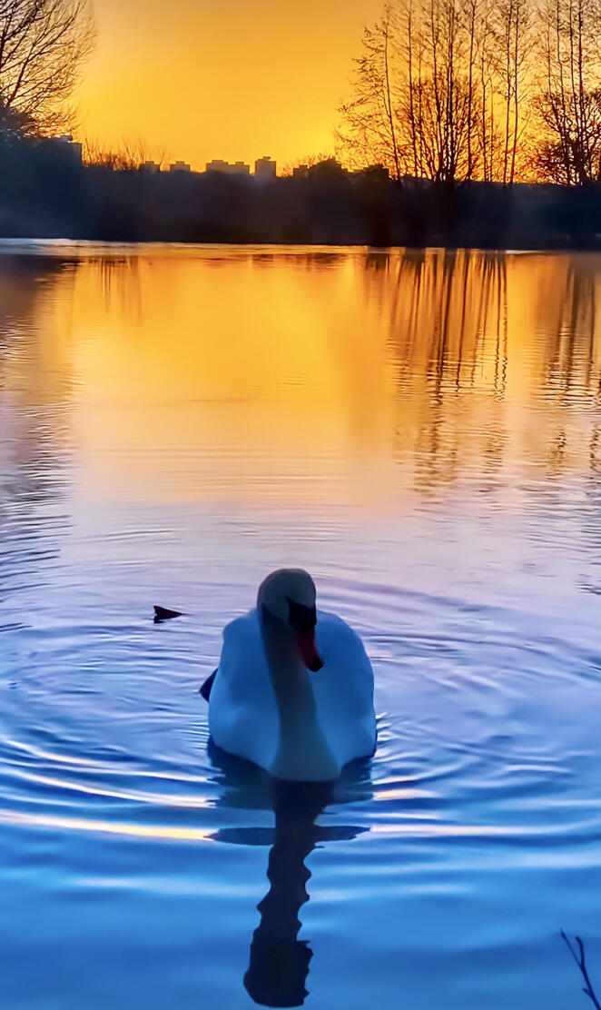 Swan in river
