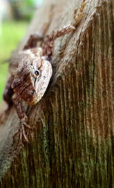 Tree lizard