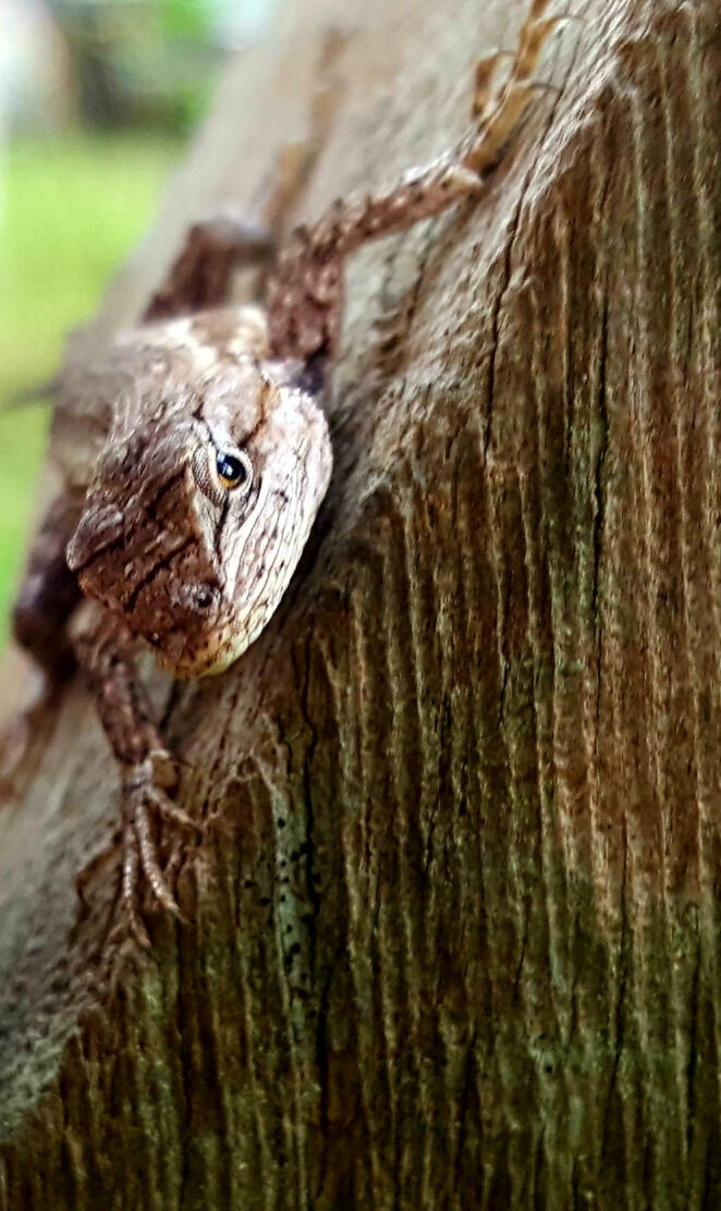 Tree lizard