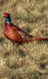 Red Pheasant