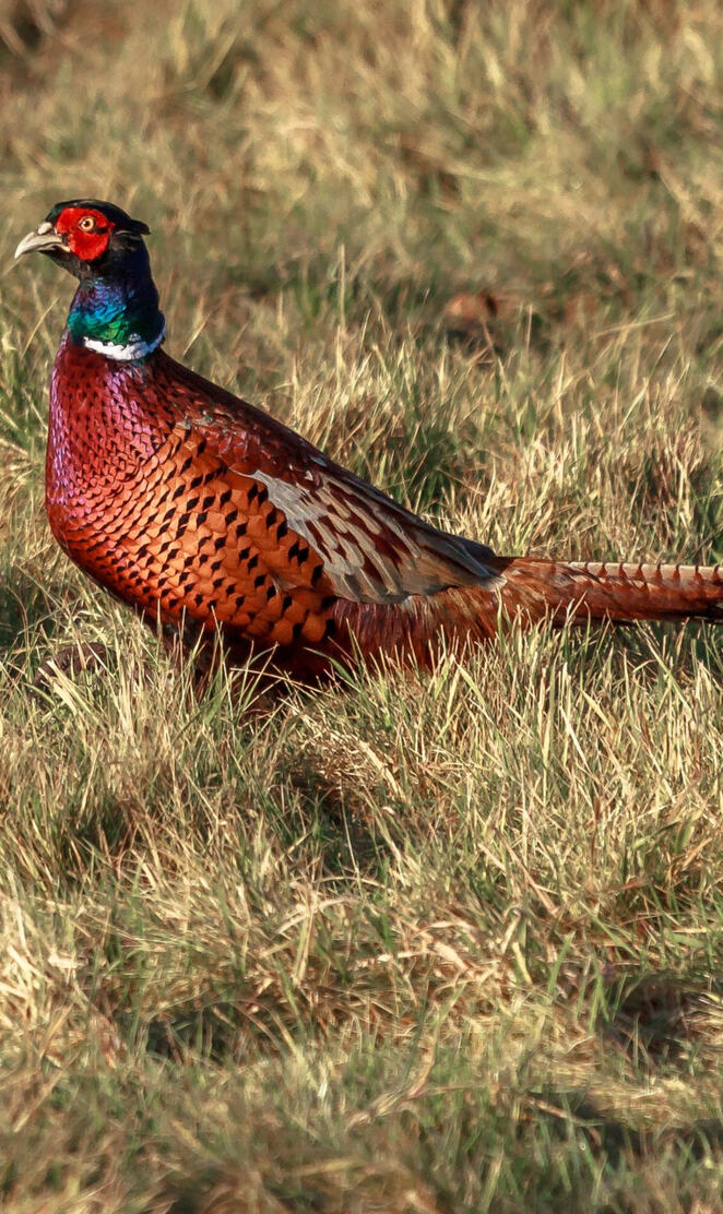 Red Pheasant