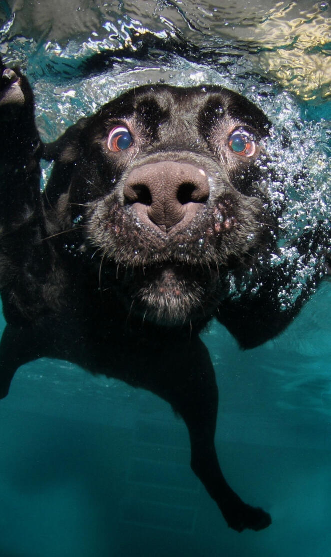 Swimming Dog