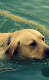 Dog Swimming
