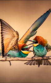 Bee-Eaters
