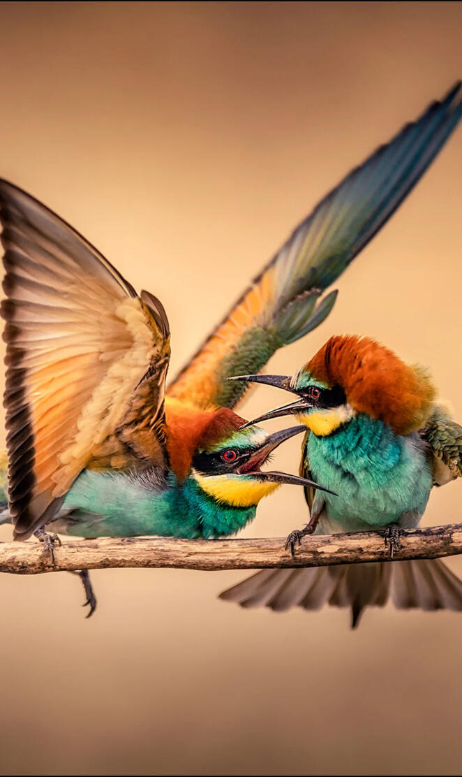 Bee-Eaters