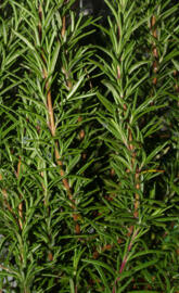Rosemary
