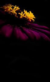 Amoled flower