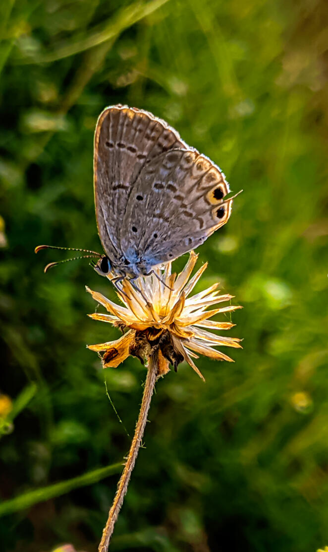 butterfly macro