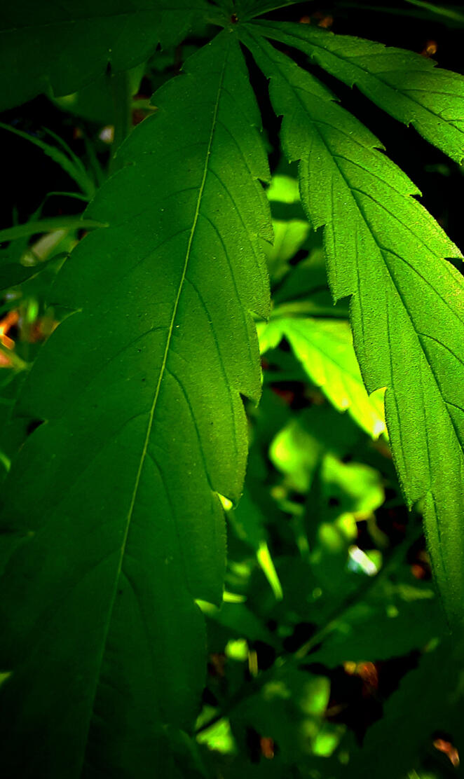 Green Leaves