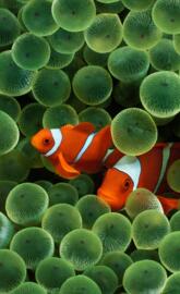 Clownfish Hd