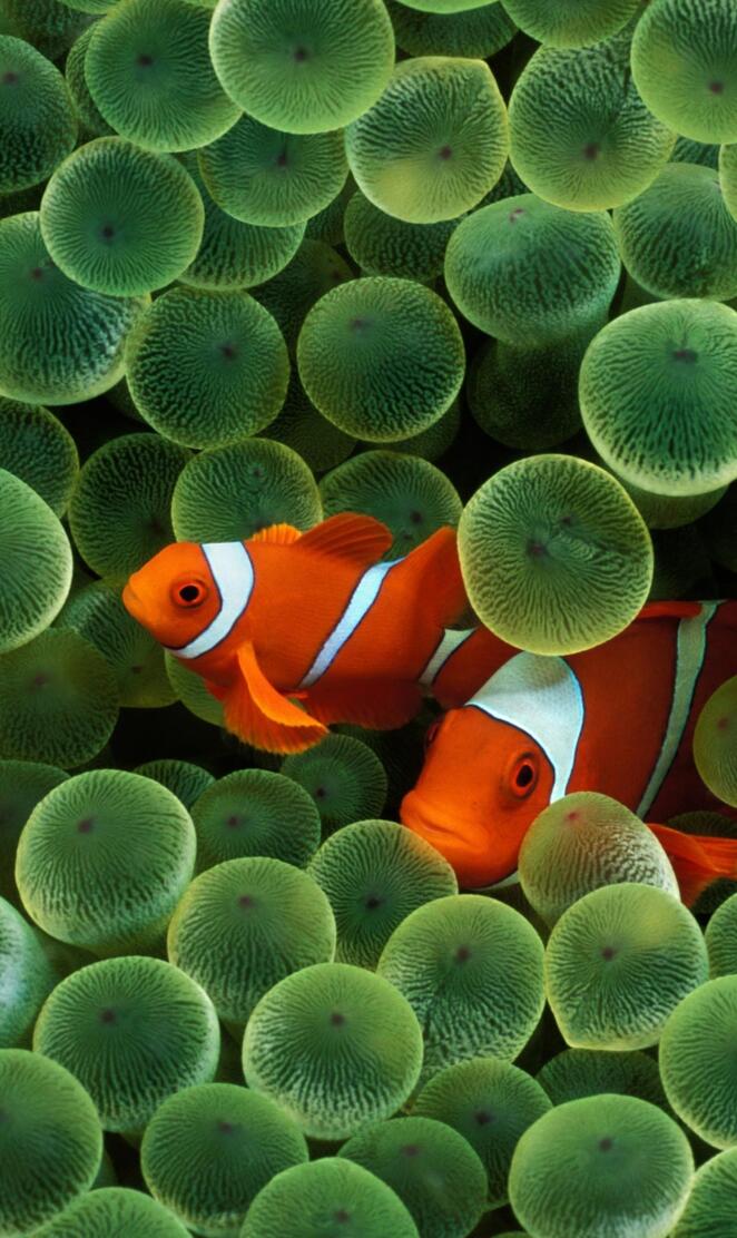 Clownfish Hd