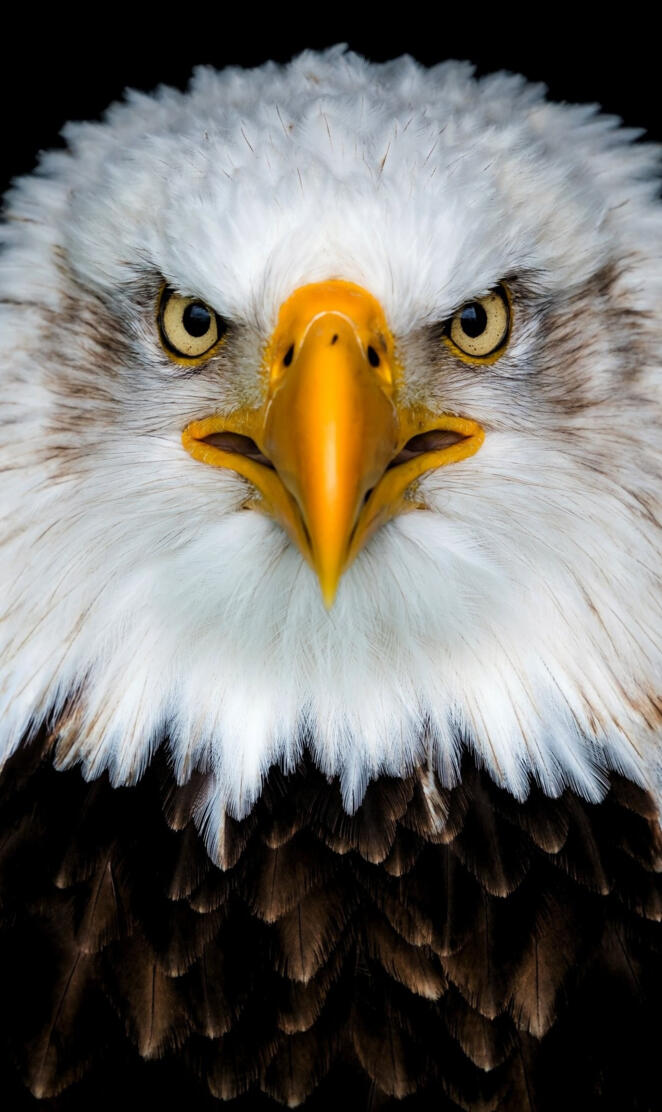 4k Eagle