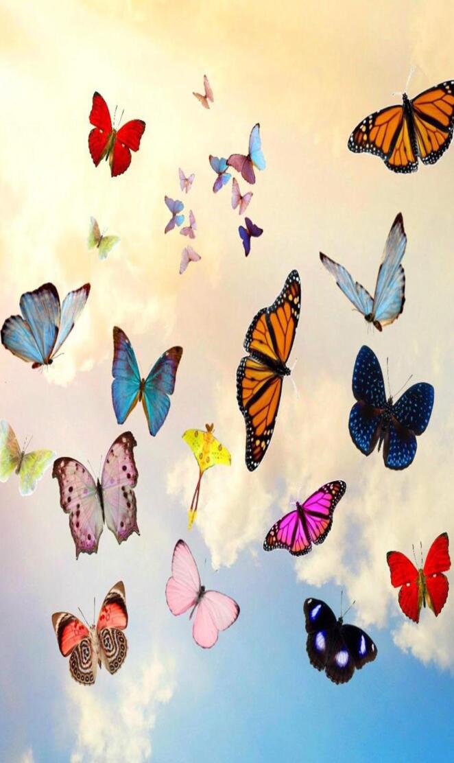 Butterflies hd