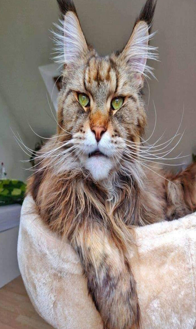 Lynx cat bob