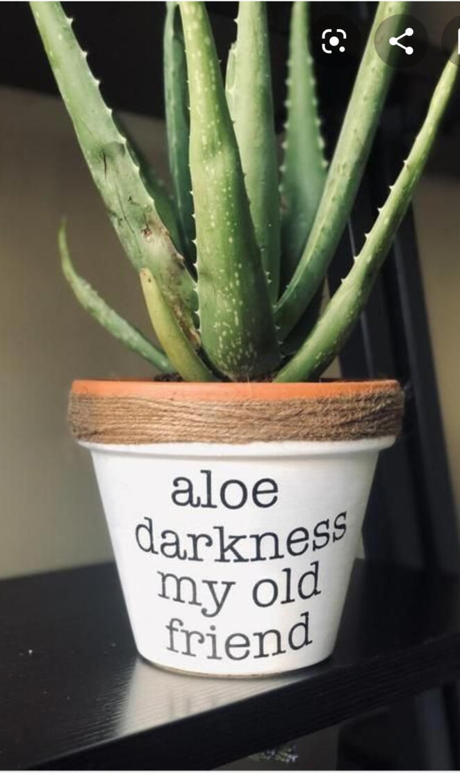 Aloe darkness