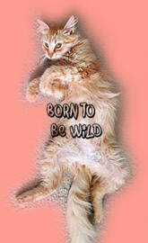 Born To Be Wild Cat