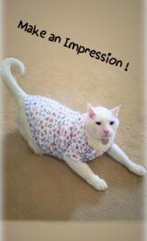 Make Impression Cat