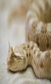 Horned Viper