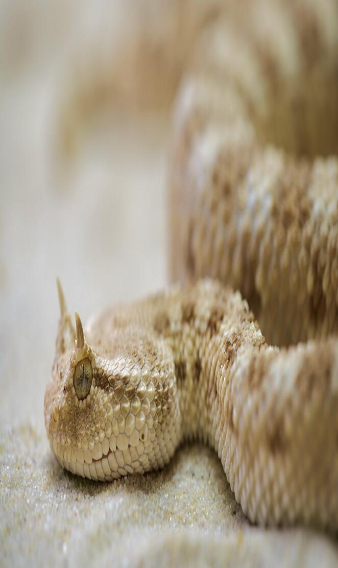 Horned Viper