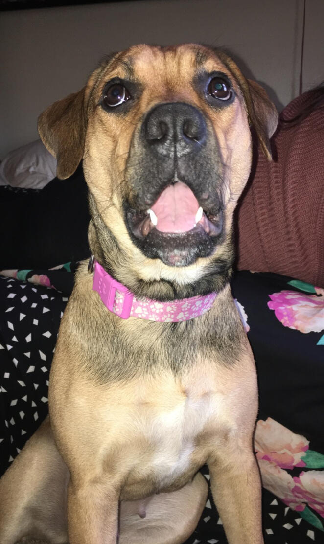 Puppy singing a song