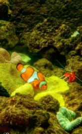 Fish tank nemo