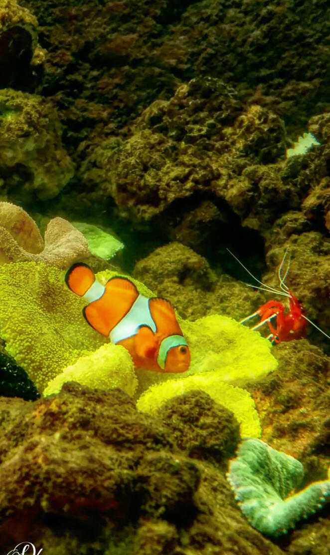 Fish tank nemo