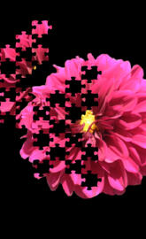 Dalia puzzle