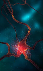 Neuron