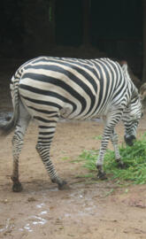 Colombo Zoo1