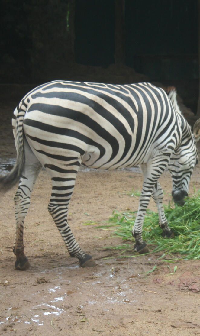 Colombo Zoo1